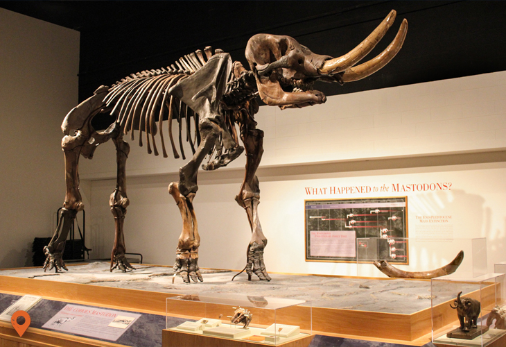New York State Museum | Albany Area